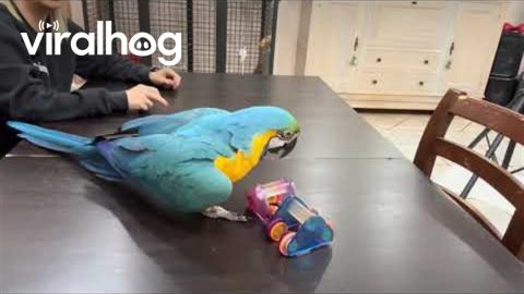 Clever Parrot Knows Animal Names || ViralHog