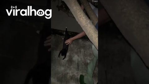 Dangling Cat Rescued From Tree || ViralHog