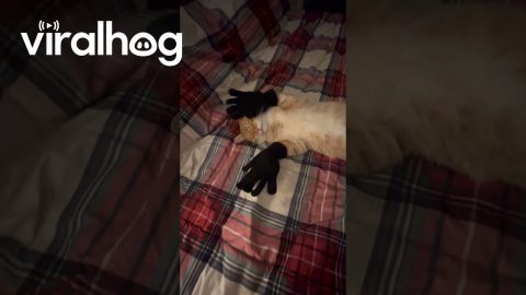 Black Gloves, Orange Cat || ViralHog