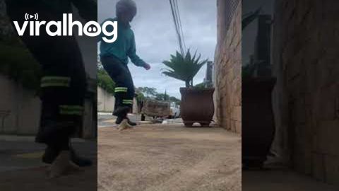 Brazilian Possum Gets Aggressive || ViralHog