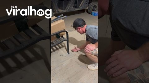 Man Befriends Wild Tarantula || ViralHog