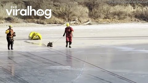 Kamloops Fire Rescue Pull Deer Off Frozen Thompson River || ViralHog