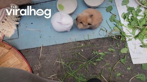 Bunnies Play Tug of War || ViralHog