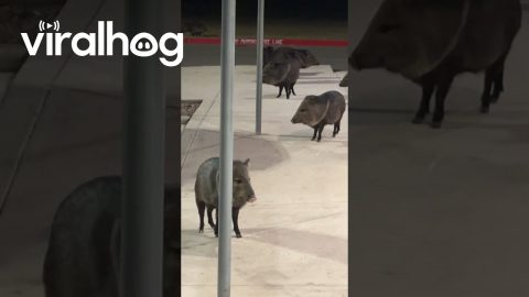 Javelinas Storm Texas Dollar Tree || ViralHog