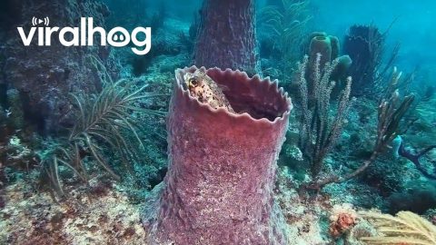 Pufferfish Turns Barrel Sponge Into Castle || ViralHog