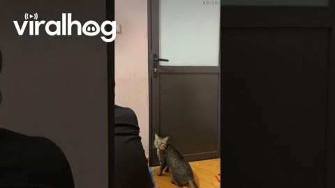 Cat Jumps To Unlock Door || ViralHog