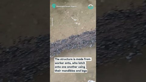 Ants Create A Bridge Across The River || ViralHog