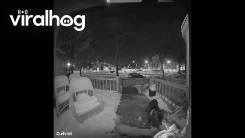 Dog Rings Doorbell For Cold Pal || ViralHog