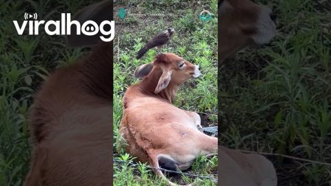 Bird Pampers Resting Cow || ViralHog