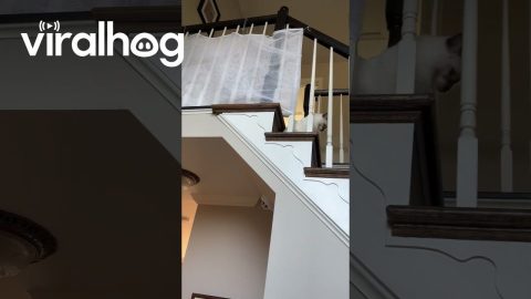Giving the Cat a Safety Reminder || ViralHog