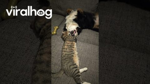 Pup Plays With Tabby Friend || ViralHog