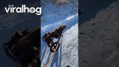 Paralyzed Dog Runs In Wheelchair For First Time || ViralHog