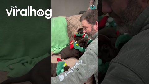 Adorable Puppy Photoshoot || ViralHog