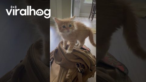 Orange Kitten Pounces While Perched On Backpack || ViralHog