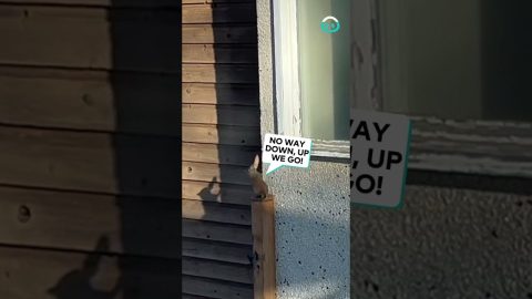 Spider Squirrel Crawls on Wall || ViralHog