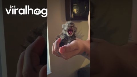 This Is Meep, the Illegally Small Kitten || ViralHog