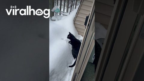 Snow Is Unstable Platform For Confused Cat || ViralHog