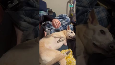 Doggo Doesn't Want Its Paws Touched || ViralHog