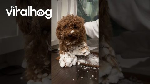 Snowball Booties || ViralHog
