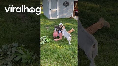 Goat Nibbles On Owner's Neck || ViralHog