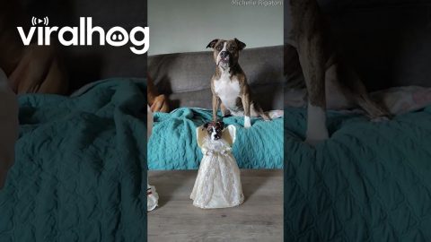 Homemade Angel Sculptures Made In Pups Likeness || ViralHog