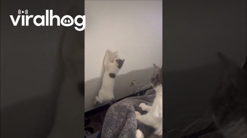 Casper The Cat Attacks Shadows || ViralHog