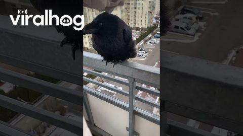 Young Raven Gets Pets || ViralHog