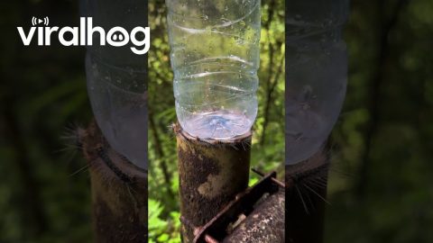 Сaterpillars Circle Water Bottle || ViralHog