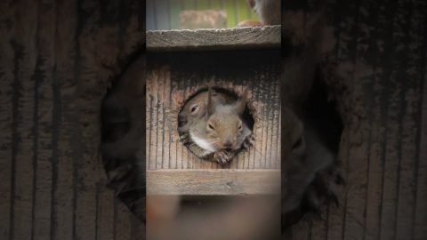 Baby Squirrels Crowd In Hollow || ViralHog