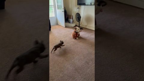 Puppy TKO || ViralHog