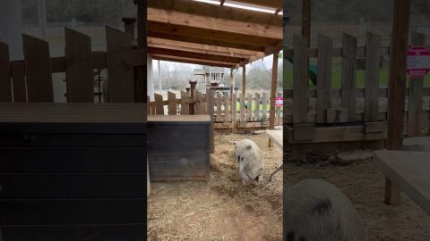 Morning Greeting From Loud Farm Animals || ViralHog