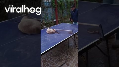 Cat Playing Table Tennis || ViralHog