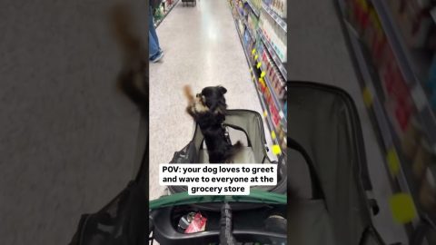 Dog Greets Shoppers In Grocery Aisle || ViralHog
