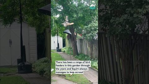 Epic Squirrel Leap Caught on Camera || ViralHog
