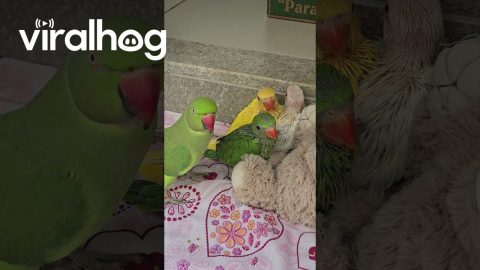 Father Bird Loves His Babies! || ViralHog