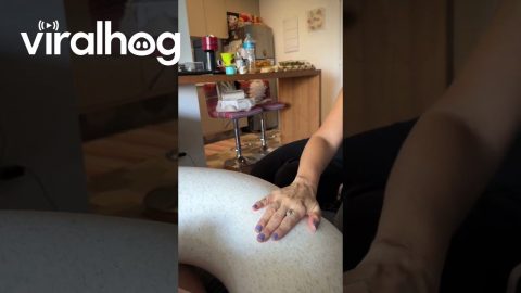 Cat Doesn't Like Others Touching The Baby || ViralHog