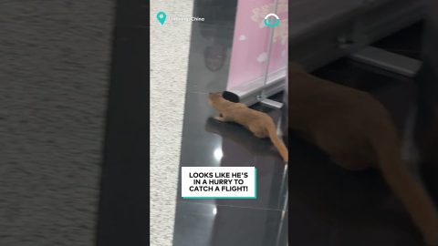 Weasel Is Late At The Airport || ViralHog
