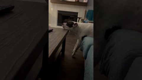 Pitbull Rests in an Odd Way || ViralHog