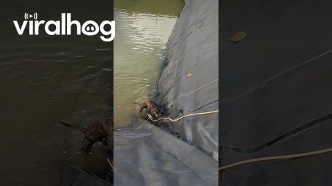 Dog Bites Dropped Hose To Safety || ViralHog