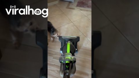 Little Dog Tries to Show the Vacuum Who's Boss || ViralHog