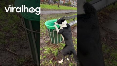 Border Collie Helps Tidy Up Dog Bags || ViralHog