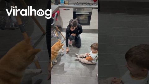 Boy Pretends To Be Shiba Inu || ViralHog