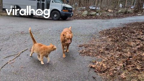 Orange Animals Transfering the Braincell || ViralHog