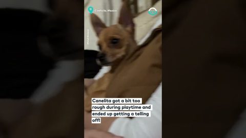Chihuahua Gets Scolded And Hides || ViralHog