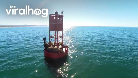 Gull Brings Good Luck To Sea Lion's Head || ViralHog