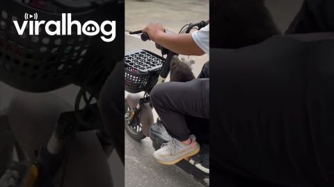 Bear Cub Sits On An Electric Scooter || ViralHog