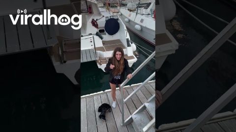 Woman Falls Into Water Trying To Jump On Boat || ViralHog