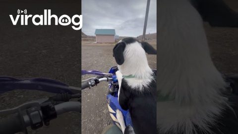 Dog Rides On Motorcycle || ViralHog