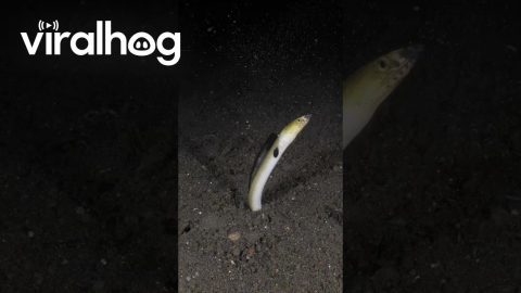 Highfin Snake Eel Burrows into Seabed || ViralHog