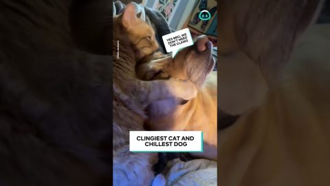 Cat Loves His Dog Too Much || ViralHog
